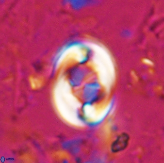 Zygodiscus segmentatus 24959