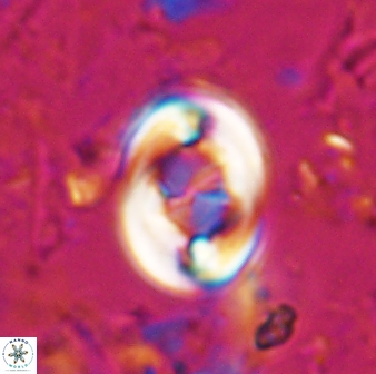 Zygodiscus segmentatus 24959