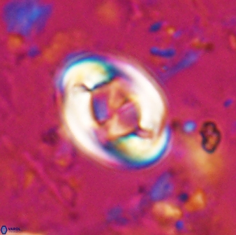 Zygodiscus segmentatus 24960