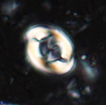Zygodiscus segmentatus 24961
