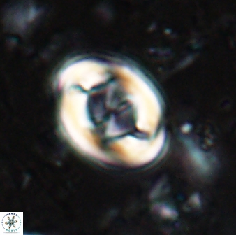 Zygodiscus segmentatus 24961