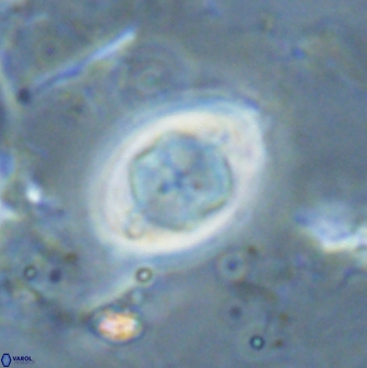 Zygodiscus segmentatus 24963
