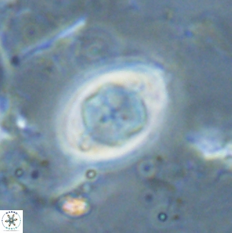 Zygodiscus segmentatus 24963