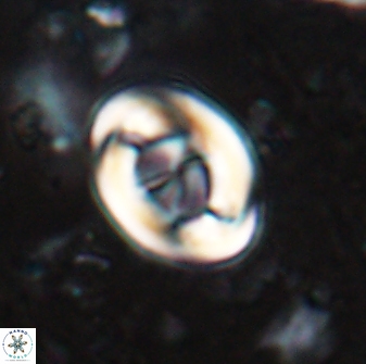 Zygodiscus segmentatus 25028