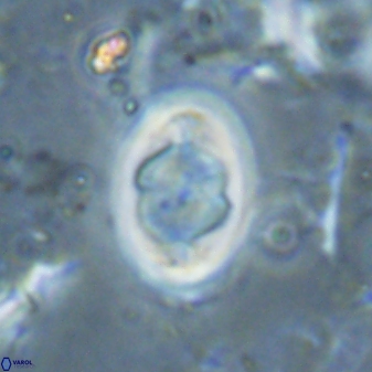 Zygodiscus segmentatus 25037