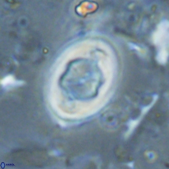 Zygodiscus segmentatus 25038