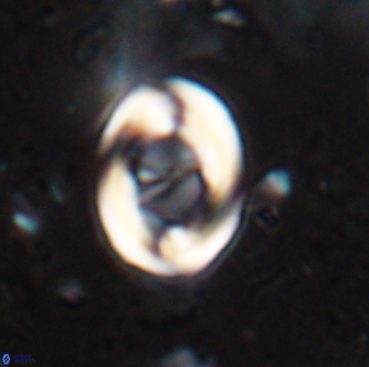 Zygodiscus segmentatus 25030