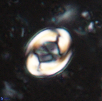 Zygodiscus segmentatus 25033