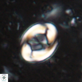Zygodiscus segmentatus 25033