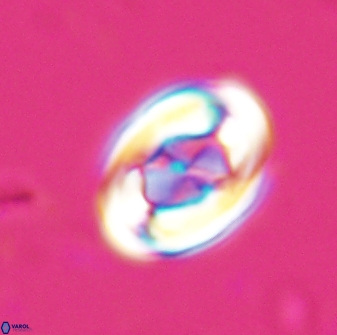Zygodiscus segmentatus 25235