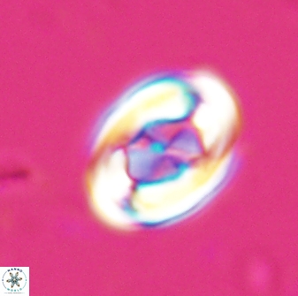 Zygodiscus segmentatus 25235