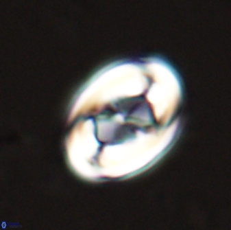 Zygodiscus segmentatus 25236