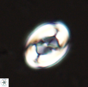 Zygodiscus segmentatus 25236