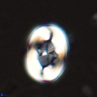 Zygodiscus segmentatus 25237