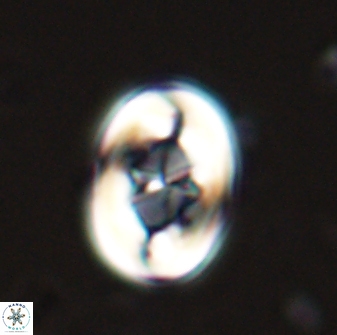 Zygodiscus segmentatus 25237