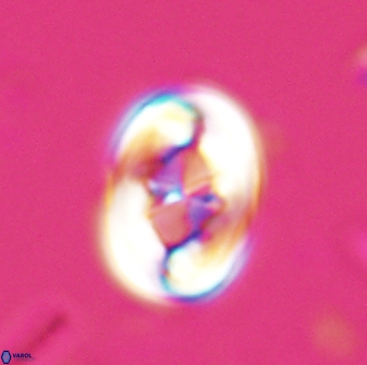 Zygodiscus segmentatus 25238