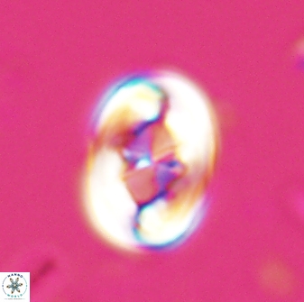 Zygodiscus segmentatus 25238