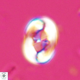 Zygodiscus segmentatus 25239