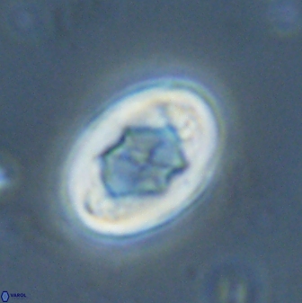 Zygodiscus segmentatus 25244