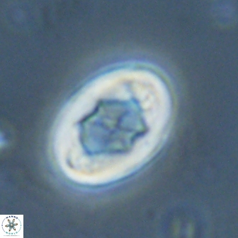Zygodiscus segmentatus 25244