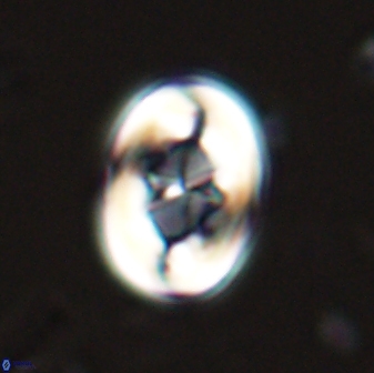 Zygodiscus segmentatus 25240