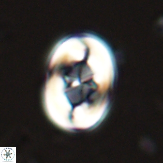 Zygodiscus segmentatus 25240