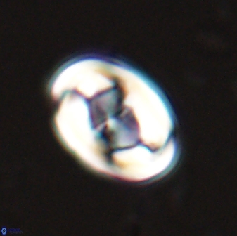 Zygodiscus segmentatus 25241