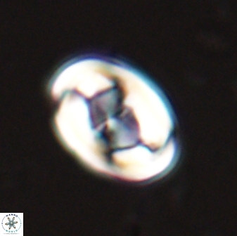 Zygodiscus segmentatus 25241