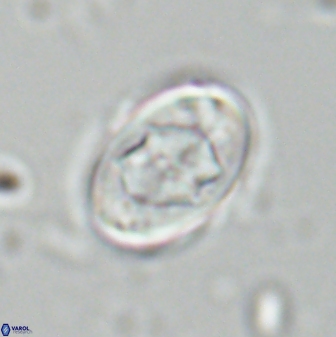 Zygodiscus segmentatus 25243