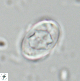 Zygodiscus segmentatus 25243