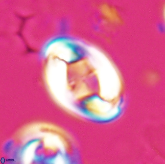 Zygodiscus segmentatus 25756