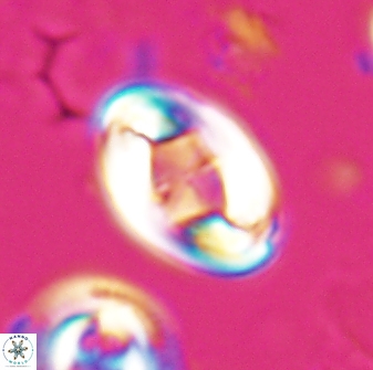 Zygodiscus segmentatus 25756