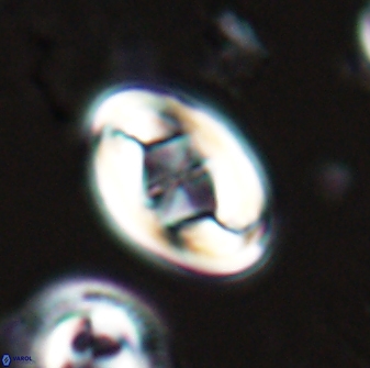 Zygodiscus segmentatus 25757