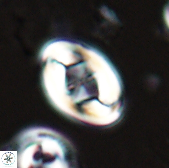 Zygodiscus segmentatus 25757
