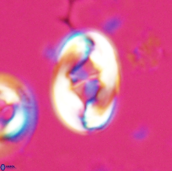 Zygodiscus segmentatus 25758
