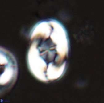 Zygodiscus segmentatus 25759