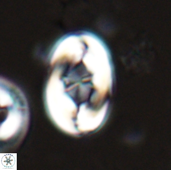 Zygodiscus segmentatus 25759