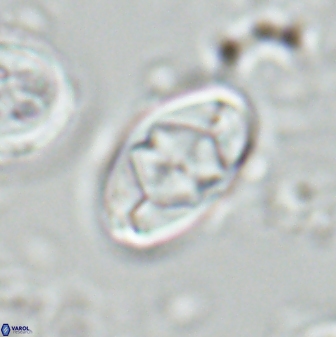 Zygodiscus segmentatus 25764