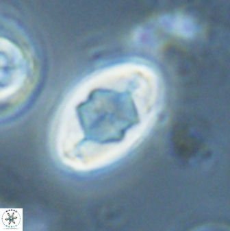 Zygodiscus segmentatus 25767