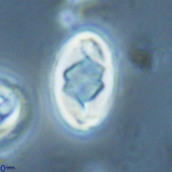 Zygodiscus segmentatus 25768