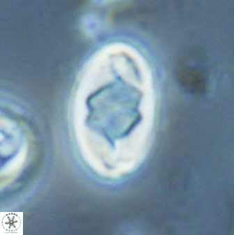 Zygodiscus segmentatus 25768