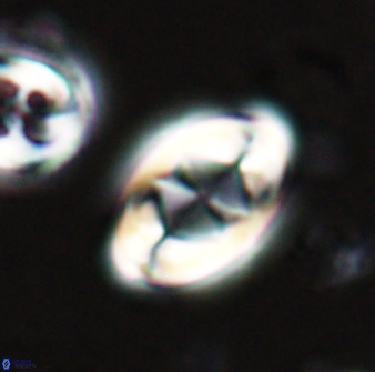 Zygodiscus segmentatus 25760