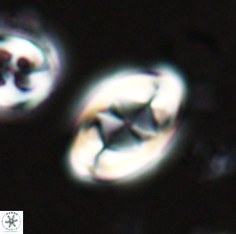 Zygodiscus segmentatus 25760