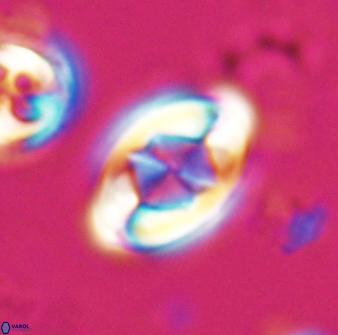 Zygodiscus segmentatus 25761