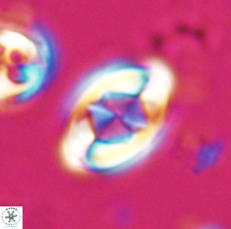 Zygodiscus segmentatus 25761