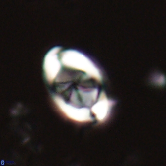 Zygodiscus segmentatus 20044