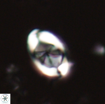 Zygodiscus segmentatus 20044