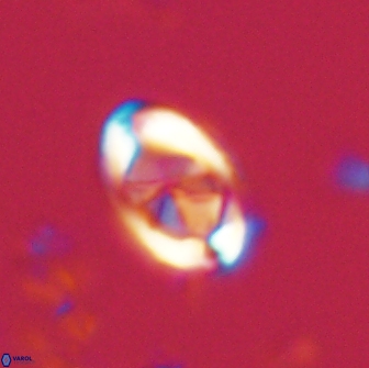 Zygodiscus segmentatus 20045