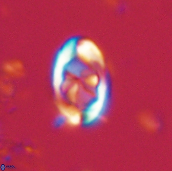 Zygodiscus segmentatus 20046