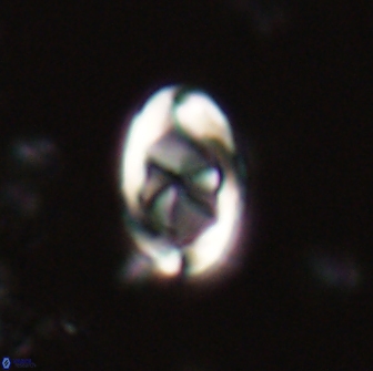 Zygodiscus segmentatus 20047